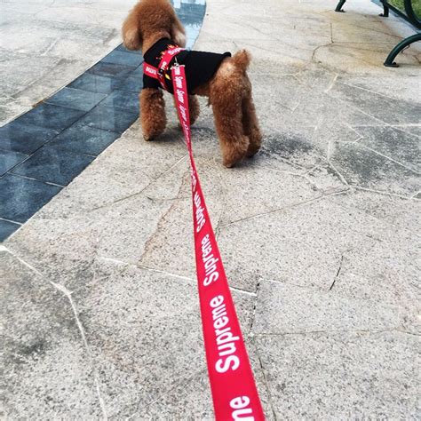 supreme paw dog collars